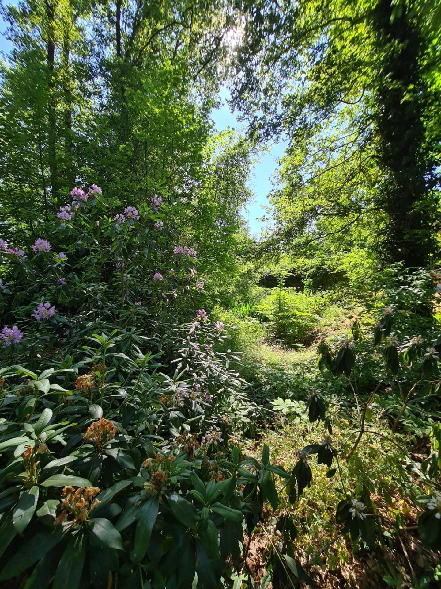 Landgoed De Lavei Bed and Breakfast Weleveld Εξωτερικό φωτογραφία